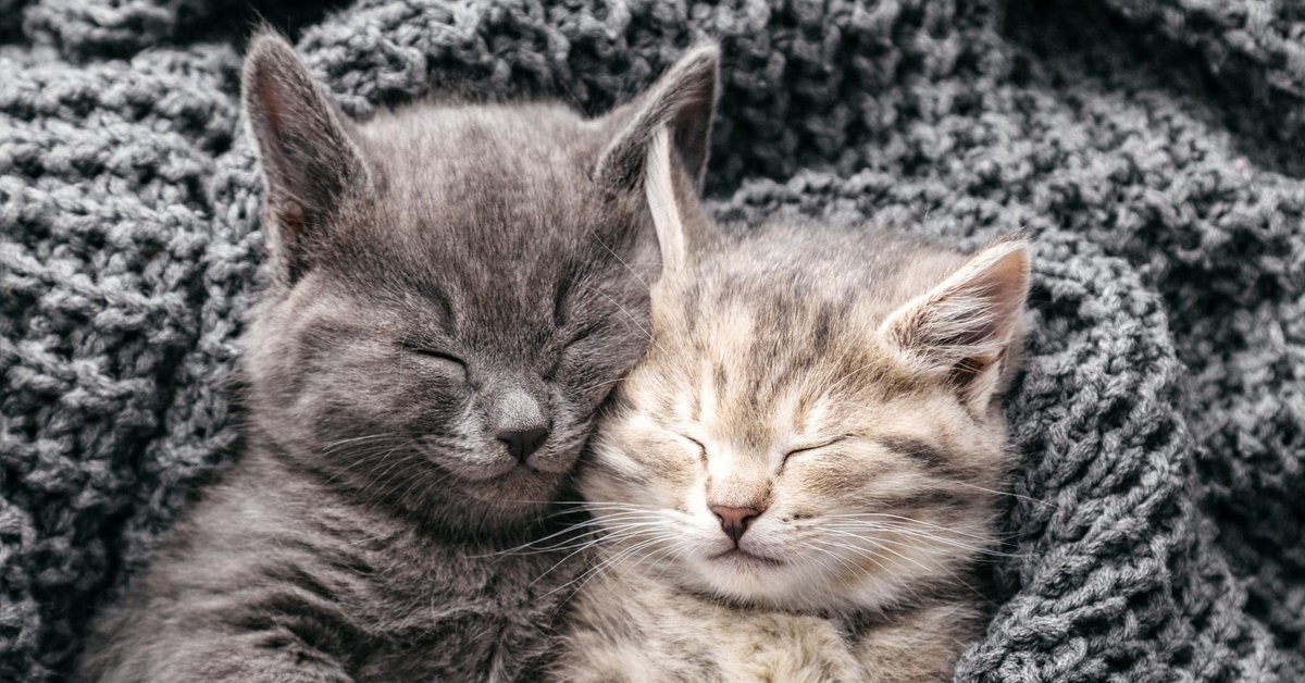 From couch cuddles to hairball struggles, our cats are worth every moment! On Hairball Awareness Day, consider adding a new bundle of adorable fur to your family! Stop by OC Animal Care to meet our fluffy feline friends waiting to bring joy and companionship into your home.