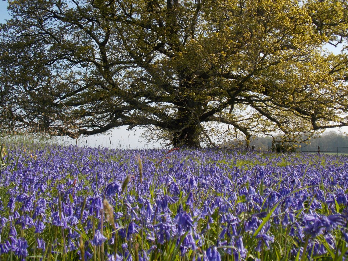 It’s that time of the year when carpets of bluebells burst into flower across Wales. At @PenrhynCastleNT they're blooming in their hundreds, making for a spring spectacle that’s almost as dramatic as the castle itself. Plan your visit: bit.ly/2wn2qQW