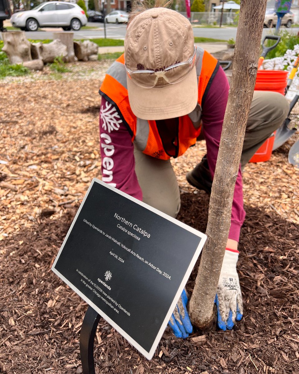 Openlands 10,000th tree is officially planted in Malinalli Garden. Thank you to all our partners and supporters for making this happen. Learn more about our tree initiatives at: ow.ly/j06a50RpgIP #Openlands10kTree