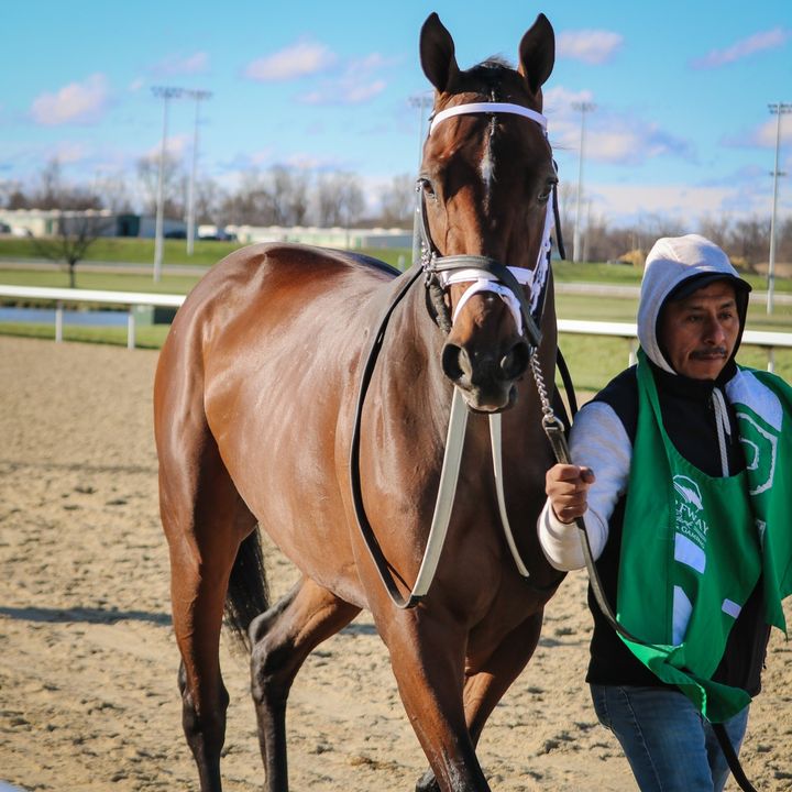 Today is National Help a Horse Day. What better way to help, than to support a horse after racing. With 86 accredited orgs you know your donation is going somewhere that meets the highest standards for aftercare. Visit our website: bit.ly/32rjWWq #NationalHelpaHorseDay