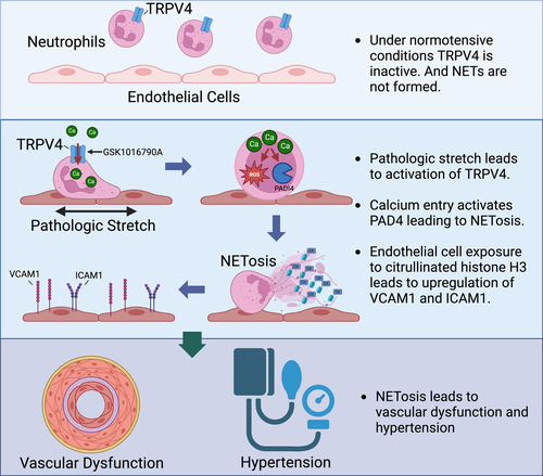 Our paper 'NETosis Drives Blood Pressure Elevation and Vascular Dysfunction in Hypertension' published in @CircRes is now in pubmed @PubTrend pubmed.ncbi.nlm.nih.gov/38666386/ THANKS & CONGRATS @DavidPatrickLab for including us on this! @VUMCDiscoveries @VUMCClinPharm @VUMC_Medicine