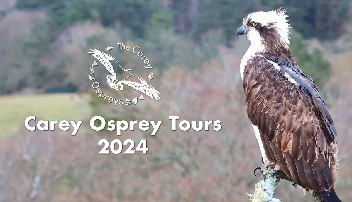 After a great first two weeks of running our Carey Osprey Tours in partnership with @CareysSecret, we're excited to have released the next batch of dates, now available up until early June! Find all available dates here: birdsofpooleharbourbookings.co.uk/ospreys @DorsetBirdClub