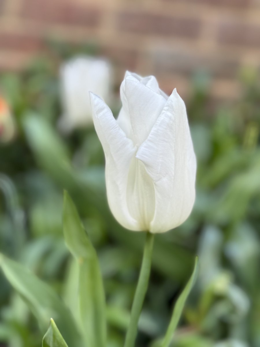 “White Emperor” tulip from @FarmerGracy 🤩 So beautiful. #hollybushstudio #tulips