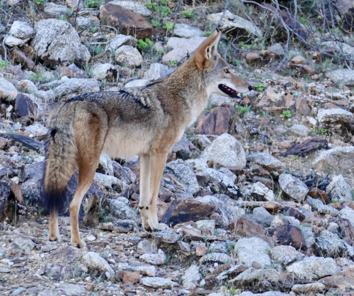 Good morning. Beautiful coyote in the desert.