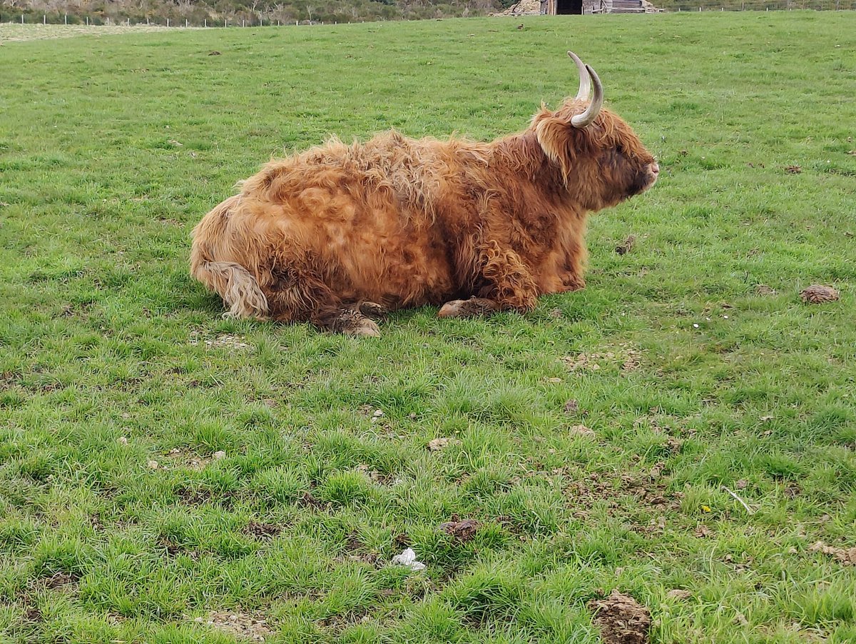 Yıllardır Cardhu damıtımevine gelirim, ilk defa cesaretimi toplayıp sevdim Muhteşem hayvanlar♥️🐮 #HighlandCow #İskoçya #Cardhu