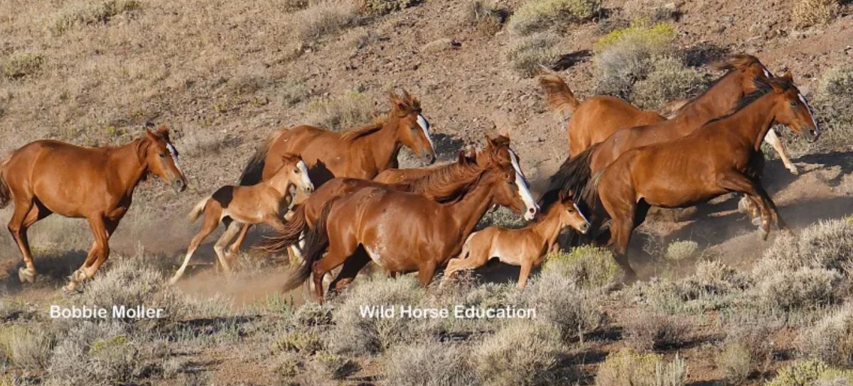 Please join us and speak out! May 23rd hearing on the use of motorized vehicles in the #wildhorse & #burro program. More info: tinyurl.com/yc4a6wce
Please sign up to speak out.
Join us in demanding that formal rulemaking begin.
Enforceable welfare rules are badly needed, now.