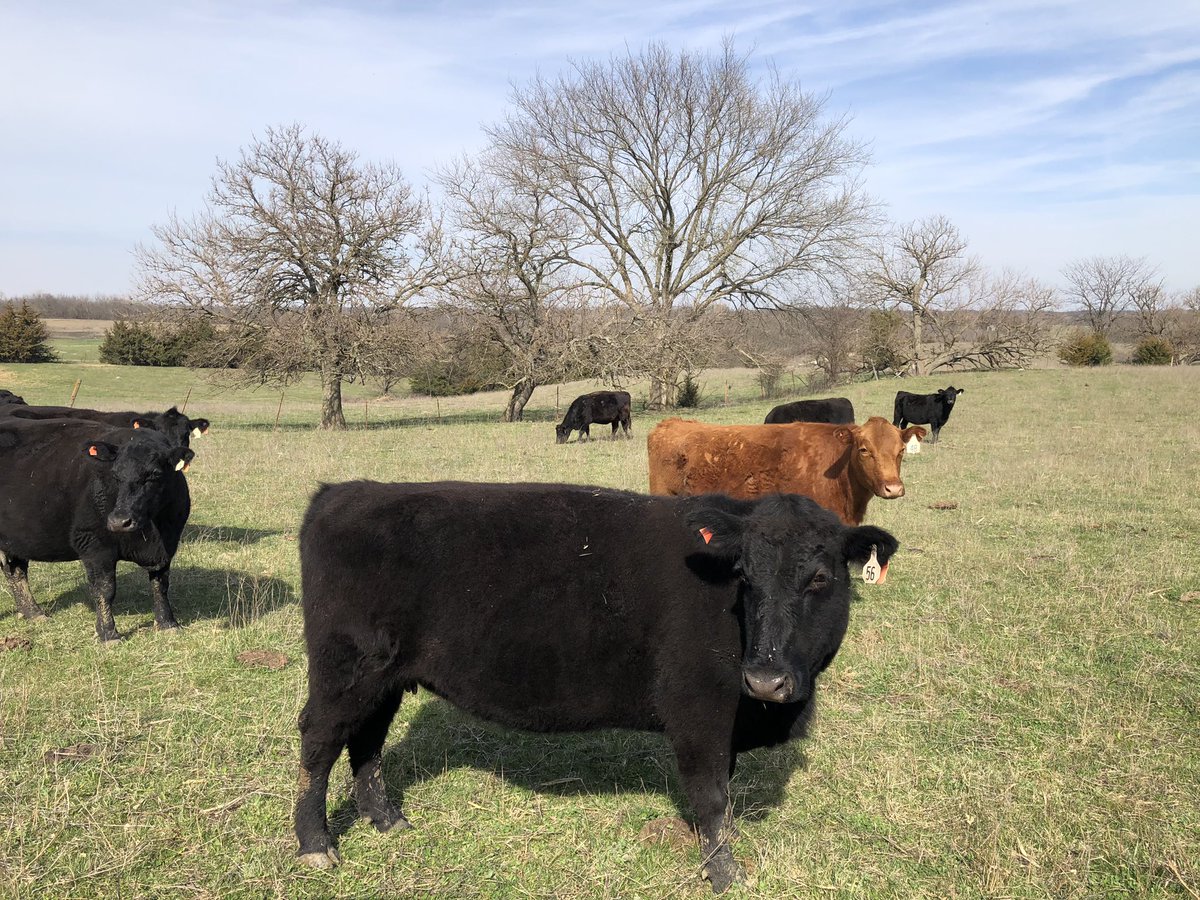 ViewFromFarm's tweet image. The latest View From the Farm podcast: taking a look at planting progress numbers as rains roll across the Midwest. Plus a look at the latest cattle on feed numbers and what they say about national cattle herd expansion. podcasters.spotify.com/pod/show/benja…