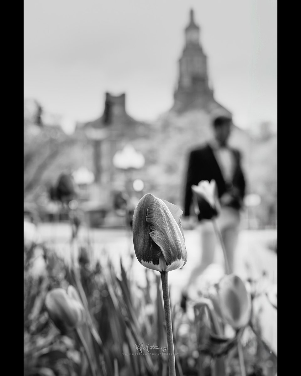 ~ she was waiting there the whole time...

#blackandwhitephotography #streetphotography #blackandwhite #tulips