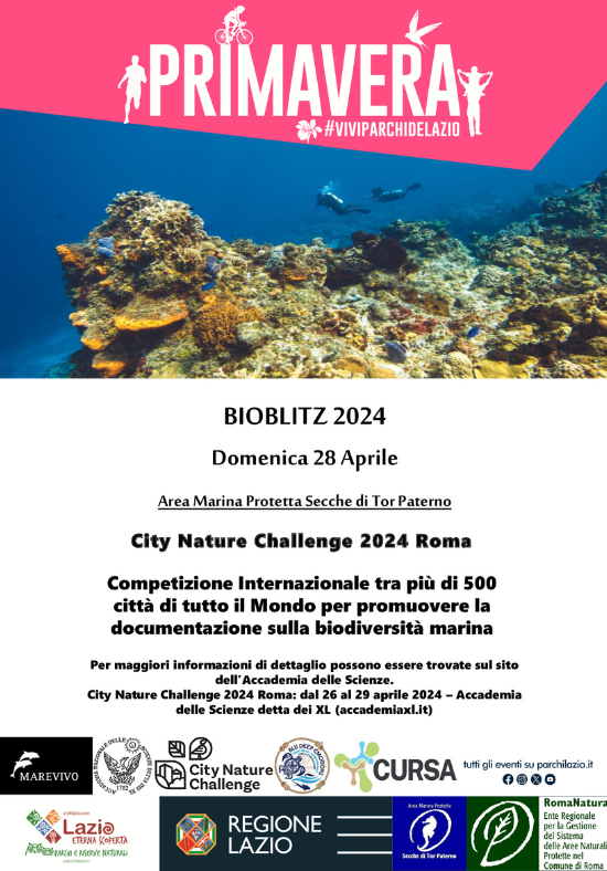 👉Domenica 28 Aprile – BioBlitz 🌊City Nature Challenge 2024! Area Marina Protetta 'Secche di Tor Paterno' Per maggiori informazioni accademiaxl.it/city-nature-ch… Leggi di più su 🔗 romanatura.roma.it/evento/domenic… @RegioneLazio @visit_lazio @ConsorzioCursa @citnatchallenge @MarevivoETS