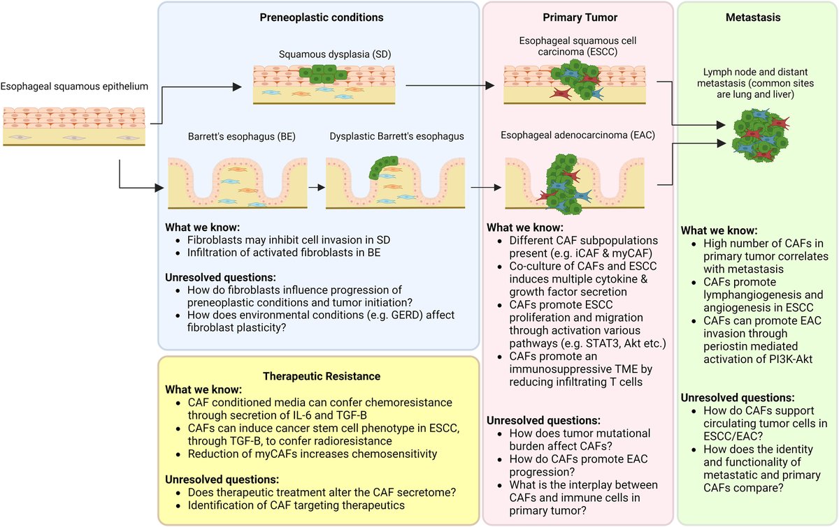 How do #fibroblasts affect #esophagealcancer? Read the review of the current understanding and open questions here 🌟ow.ly/ENge50RlgWe