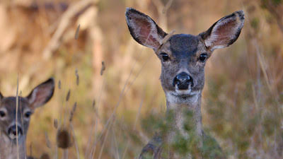 Texas officials confirm first cases of #CWD in Edwards County Further investigation revealed three more cases. cidrap.umn.edu/chronic-wastin… Photo: Veit / Flickr cc