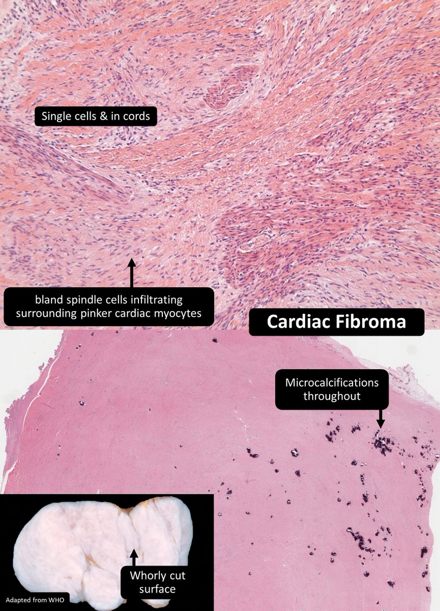 DrCycloPath tweet picture