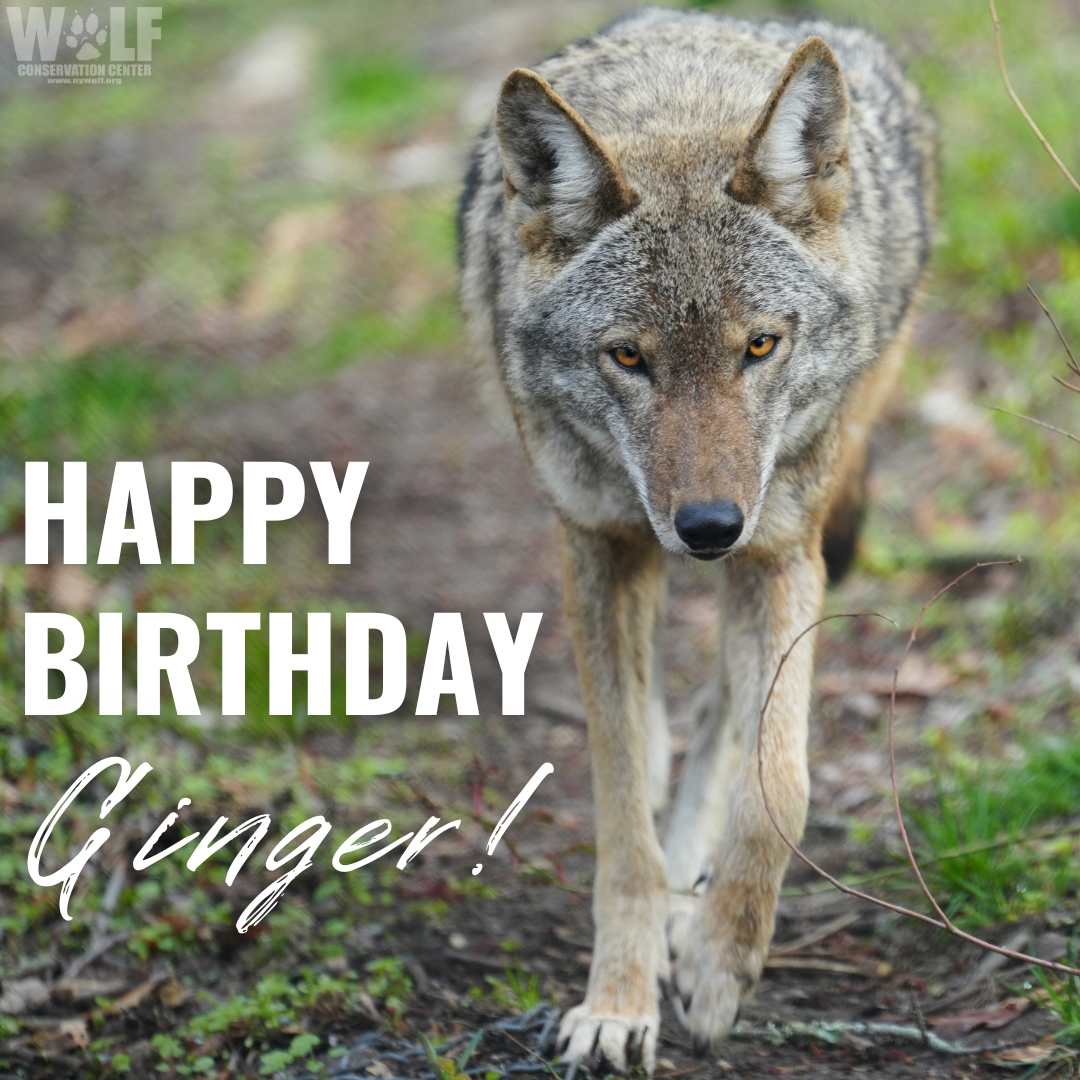 Join us in sending birthday howls to red wolf Ginger - she's 2 today! 🎊 The petite spitfire hasn't lived at the WCC for long but she's already captured the hearts of our supports (+ our staff). How can you not love a face like this?! Adopt her ➡️ nywolf.org/adopt-a-wolf/