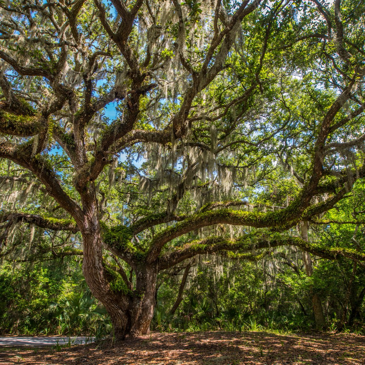 Rooted in gratitude for the life-giving power of trees. Happy Arbor Day 🌳 🍃 Explore the area's Heritage Trees 👉 bit.ly/3wjcZG9 #AmeliaIsland
