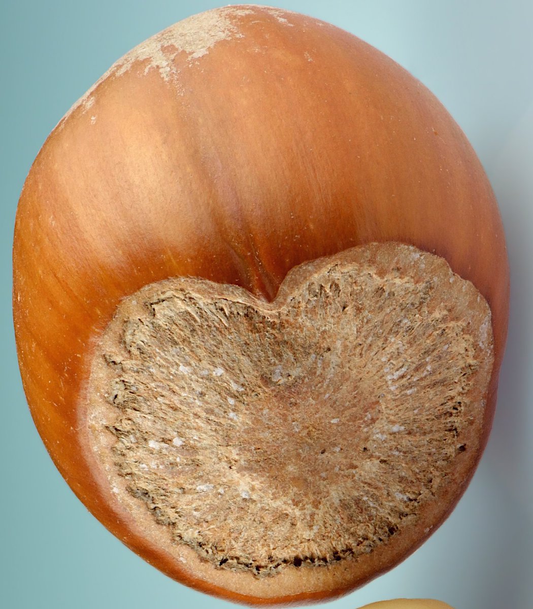 tridactyls's tweet photo. The Irish equivalent of Naga/Serpent/Dragon/Cornucopia (Amalthea), is the Salmon of Knowledge .
The salmon was said to have consumed 9 hazelnuts that fell into the Well of Wisdom.
Why hazelnuts I wonder...?

#Serpent
#Naga 
#Cordiform 
#Heartsymbol
#ConstantCompanionTheory
