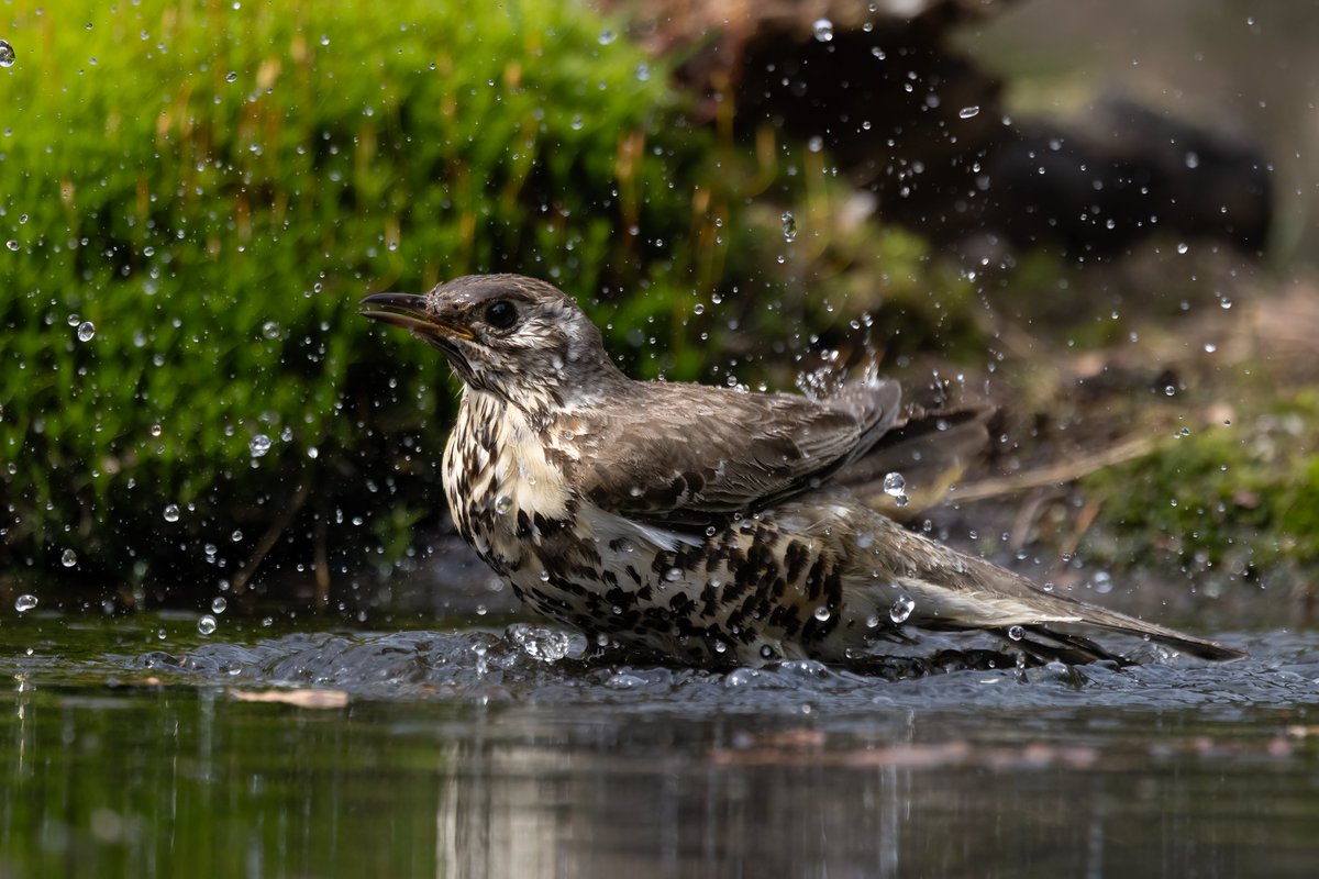 Mistle Thrush, Holland #birdphotography #BirdsOfTwitter #birdwatching #BBCWildlifePOTD #NaturePhotography #wildlifephotography #wildlife #TwitterNatureCommunity #BirdTwitter #BirdsOfTwitter #ThePhotoHour #TwitterNaturePhotography #thrush #wildlifeconservation #Birdland #birding