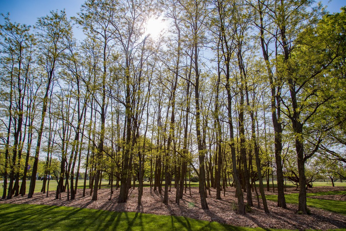 Happy #ArborDay! 🌳🌲

Did you know JJC has an 11-acre arboretum at Main Campus full of native and naturalized woody plants?

ℹ️ jjc.edu/arboretum 

#JJCisCollege