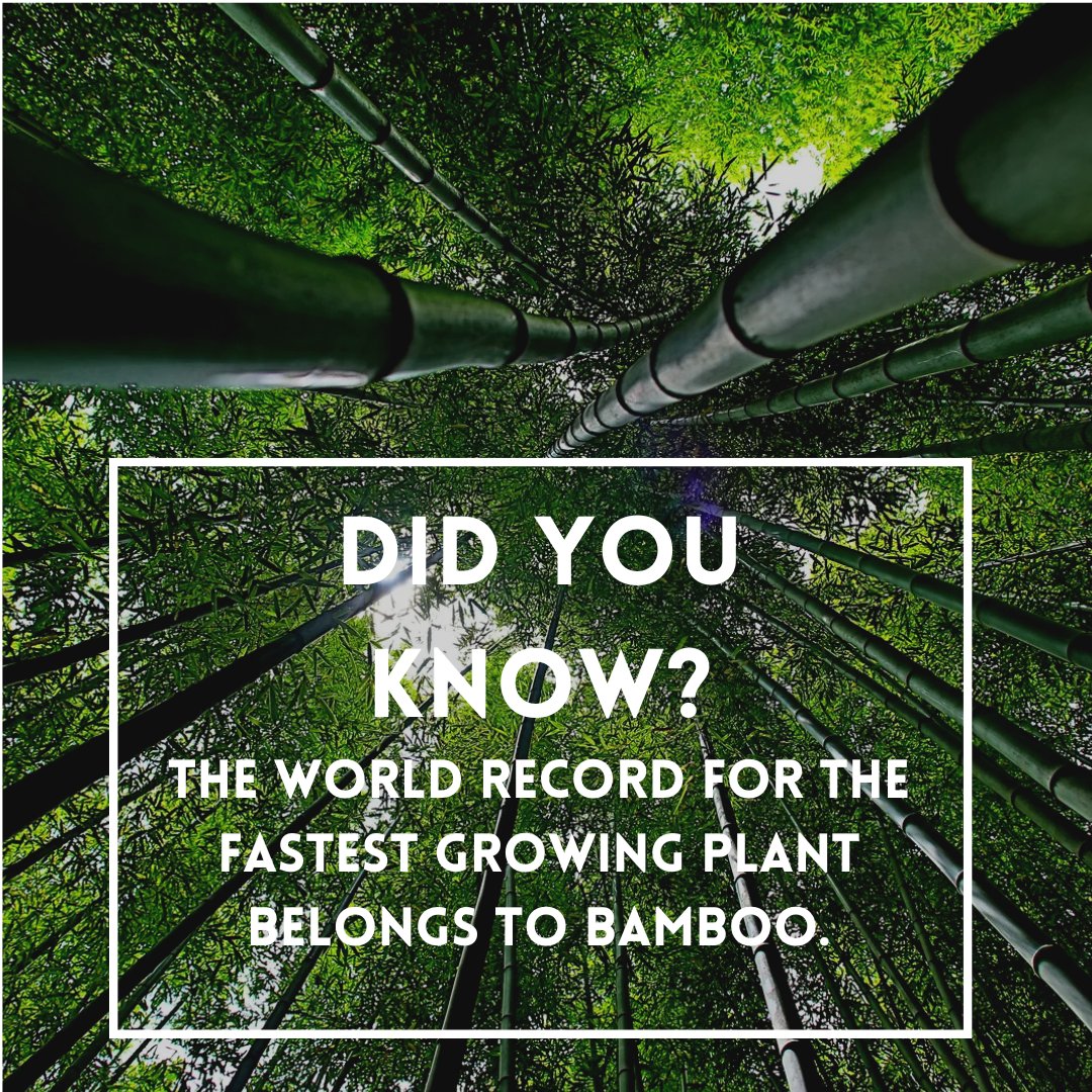 At a rate of 35 inches per day, bamboo holds the record for the world's  fastest growing plant! The tallest recorded bamboo plant was 130 feet tall  . #PlantFactFriday