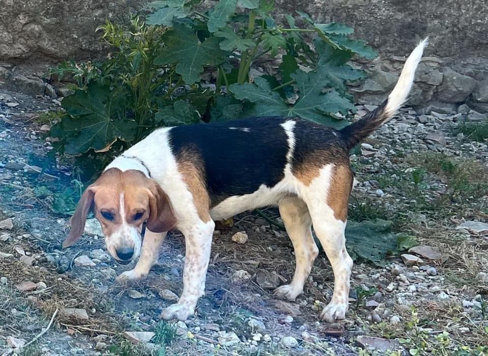 On chercher Samba ( femelle beagle), disparue il y a plusieurs jours du côté de Marmande (47). Pucée. On ne sait jamais, Twitter qui fait des miracles… (RT appréciés) #merci