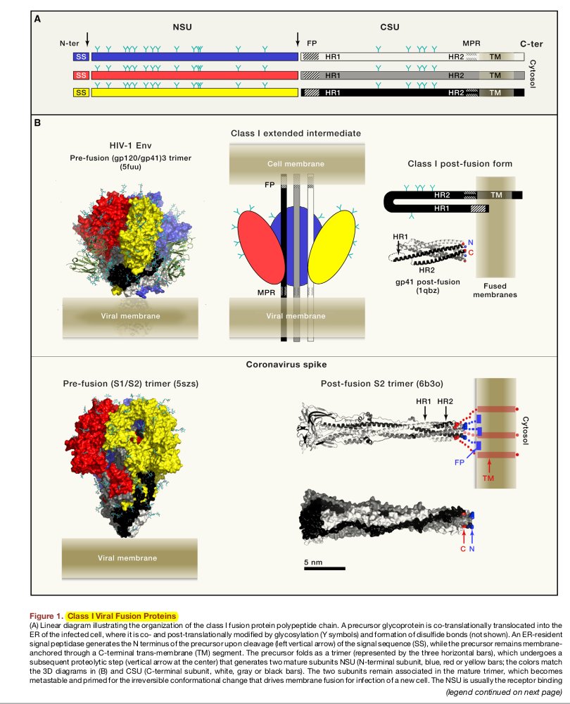 @yerbooti65358 @Scoutastic1 @DrAseemMalhotra I don't follow or read anything from Arkmedic, I don't see anything useful there. Useful to me at least. In any case, looking at that particular substack, he is just making a big claim out of nothing. Glycoproteins and enveloped viruses share similar motifs and protein domains.