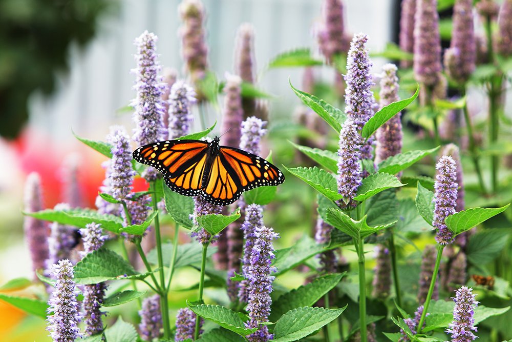 Check out our list of plants to grow in your Tennessee garden to help attract pollinators.🐝🦋 tnhomeandfarm.com/home-garden/po… 📸: iStock/Willowpix