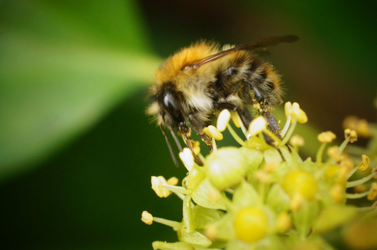 Want to know more about Bumblebees in Pembrokeshire? Join us at Stackpole Walled Gardens to learn all about identifying common bumblebees. open to all sign up below tinyurl.com/bumblebeestack…