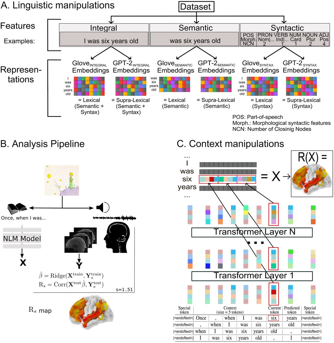 Information-Restricted Neural Language Models Reveal Different Brain Regions’ Sensitivity to Semantics, Syntax, and Context | doi.org/10.1162/nol_a_… | by @a_pasquiou, @lakretz, @BertrandThirion & @chrplr