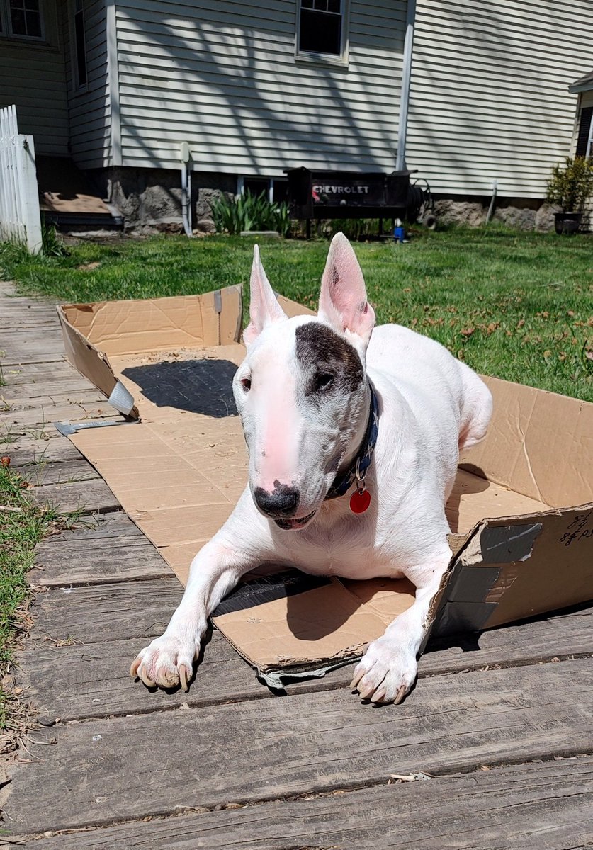 It's a #SunsOutBunsOut in the #BestBoxInTheWorld kind of day. I had to make some adjustments since last year, but it's perfect now #dogs