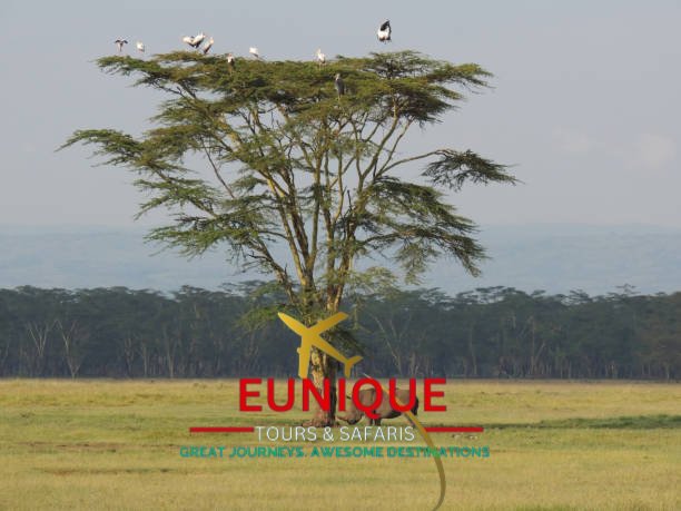 'You don’t have to be rich to travel well.” – Eugene Fodor
#euniquetoursandsafaris #greatjourneys #awesomedestinations #tours #safaris #magicalworld #tembeakenya