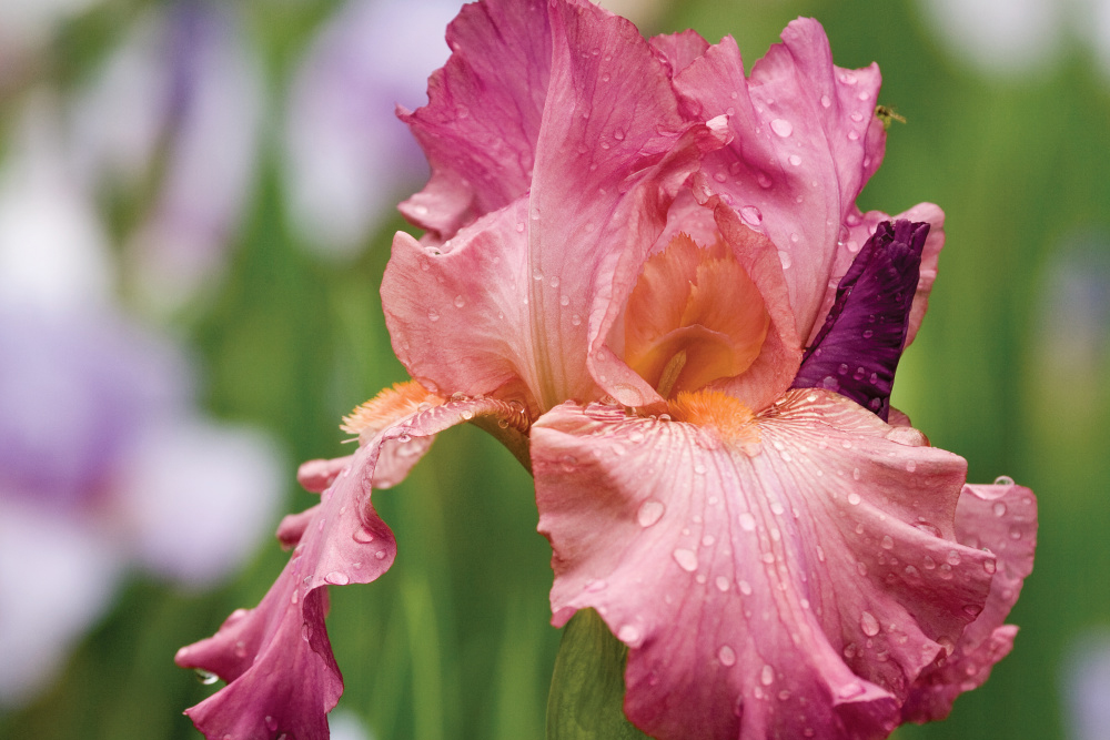 The weeklong Tennessee Iris Festival begins today in Dresden! 💜 tnhomeandfarm.com/travel/tenness…