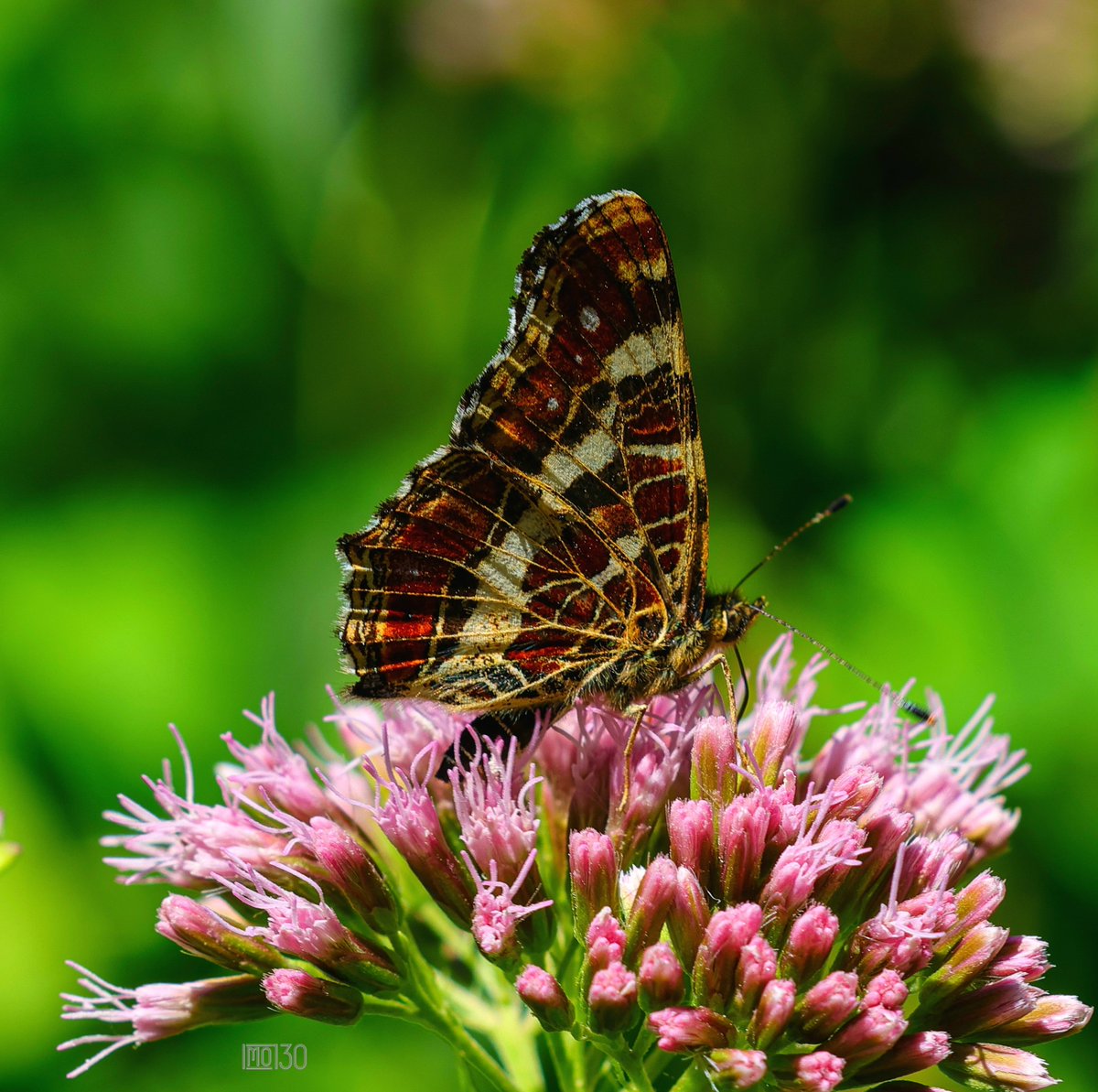 🦋🪷😊
#Macrohour 
#Macrophotography 
#Makrofotografie 
#NaturePhotography 
#Naturfotografie 
#Butterfly