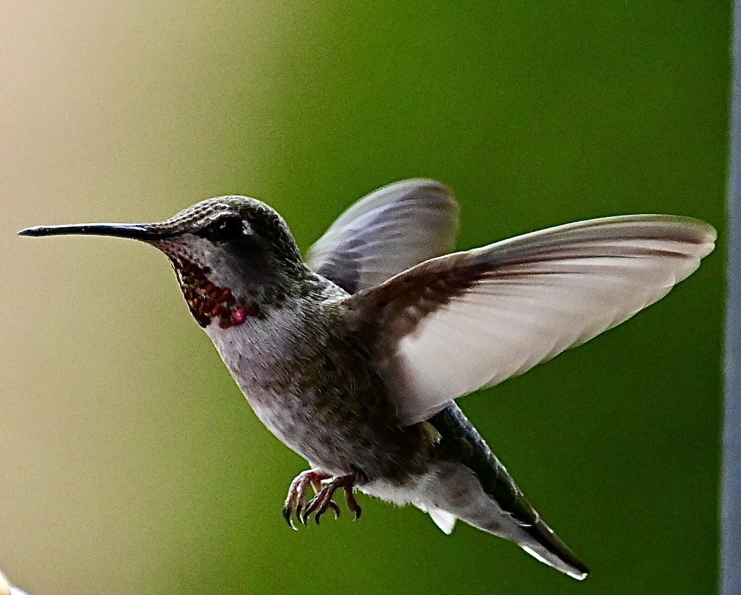 The theme is #hummingbirds QP, share, post 'em, if you got 'em! Anna’s #Hummingbird