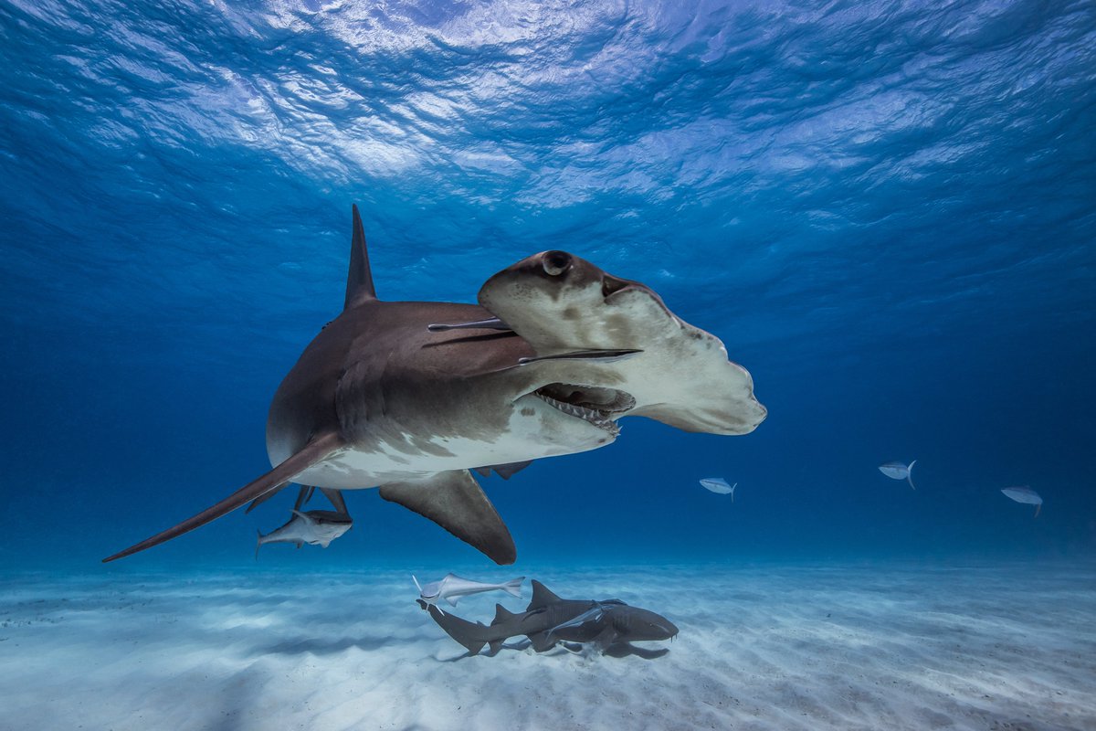 How can we ensure that #wildlife introduced into #trade from the #highseas* is sustainable and legal? 🌊 CITES experts are in Geneva to discuss how to determine sustainability for this type of trade 🛥️ ℹ️ cites.org/eng/prog/ifs.p… *high seas = areas beyond national jurisdiction