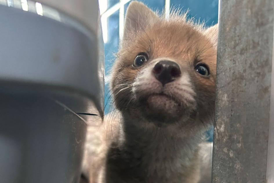 Wildlife rescue centre 'overrun with abandoned fox cubs' dlvr.it/T63bLh