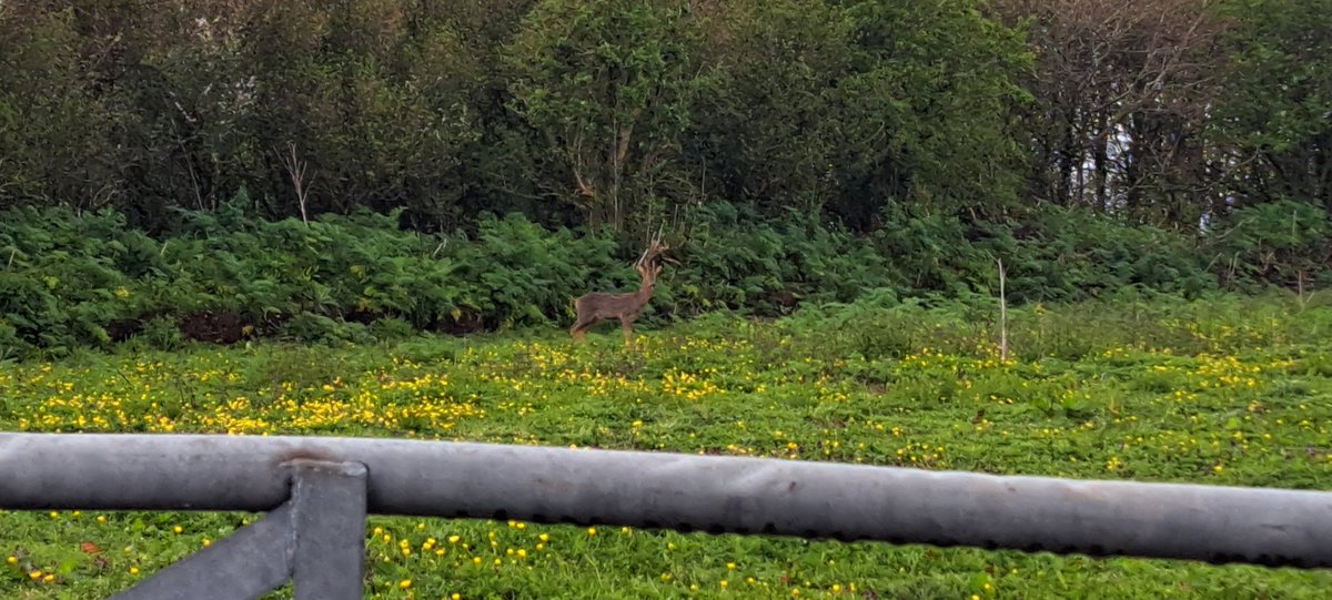 Roe buck, Wadebridge Cornwall