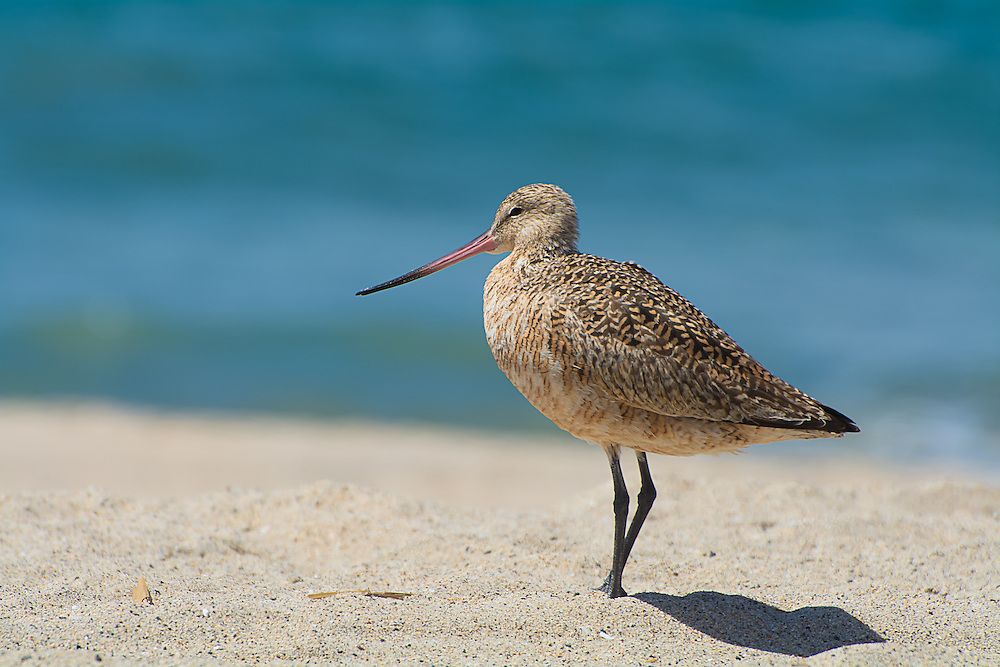 Marbled Godwit leightonphotography.photoshelter.com/gallery-image/…