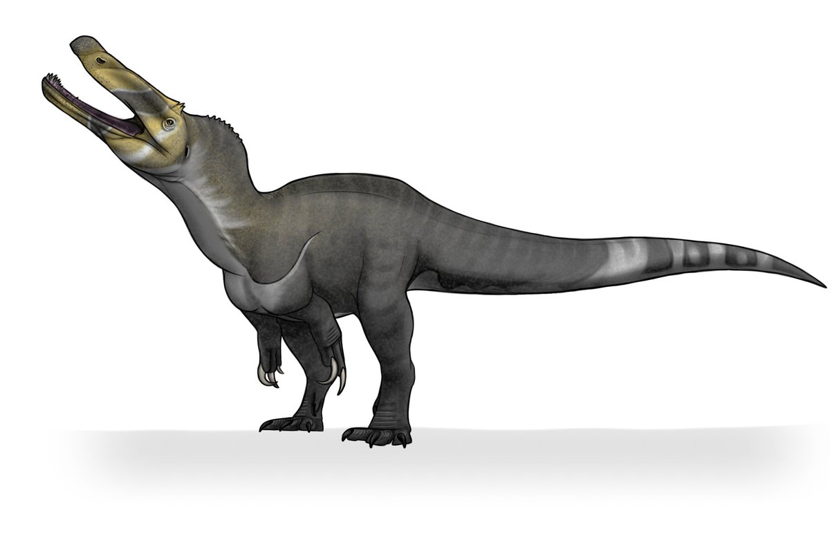 spinosauridae whose fossil remains were found in the state of Sergipe, Northeast Brazil.
.
.
.
#Sergipe #dinosaurs #paleoart #paleontologia #spinosauridae #paleoillustration #Brazil