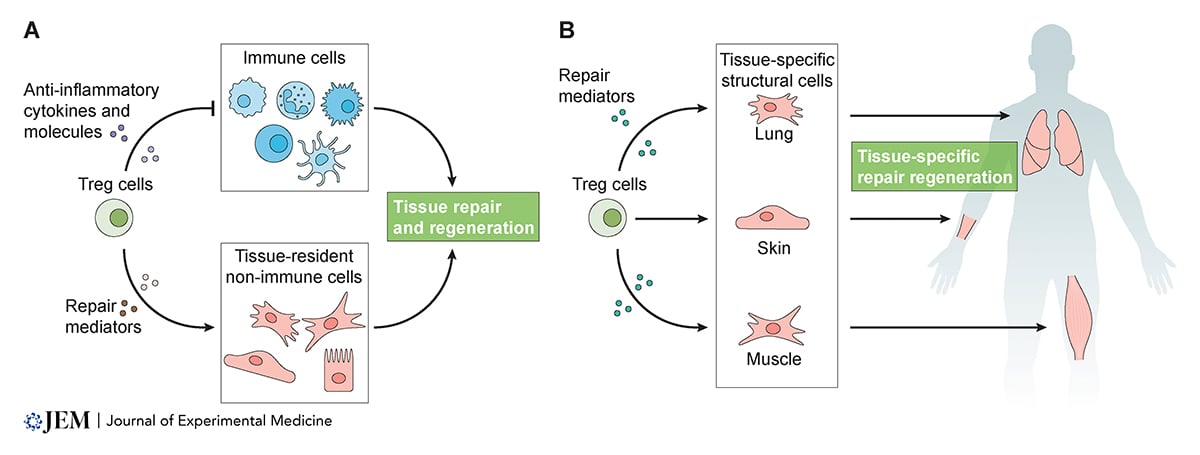 New Review @JExpMed: Loffredo, Savage, Ringham, and Arpaia @arpaialab @Columbia_MI examine the interactions between Treg cells and tissue-specific non-immune cells that mediate repair and #regeneration following sterile or infectious damage. hubs.la/Q02v9Mys0 #StemCells
