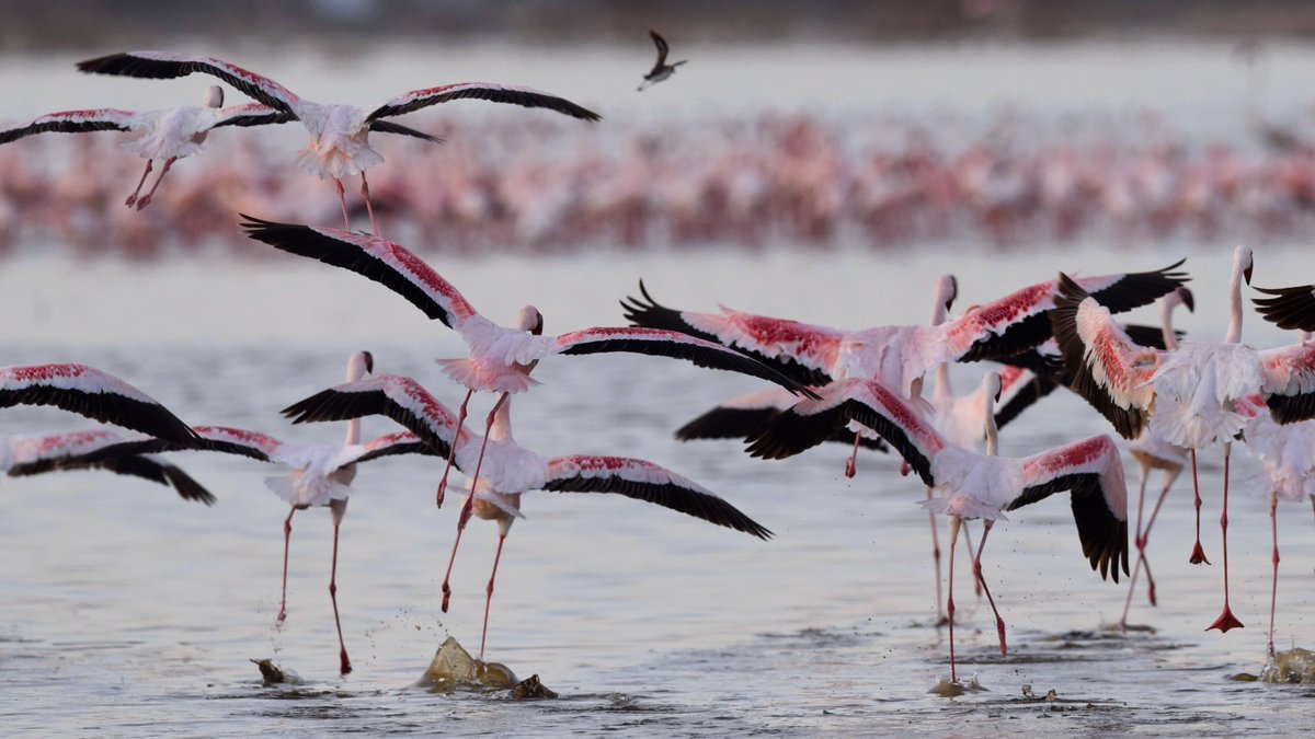 Today is Flamingo Day! The Lesser Flamingo is a key species of our Space For Birds project, and we’ve traveled to Kenya and Tanzania as part of our fieldwork to document these at-risk birds. 🦩 Catch more photos from our fieldwork at our upcoming @humbercollege exhibition!