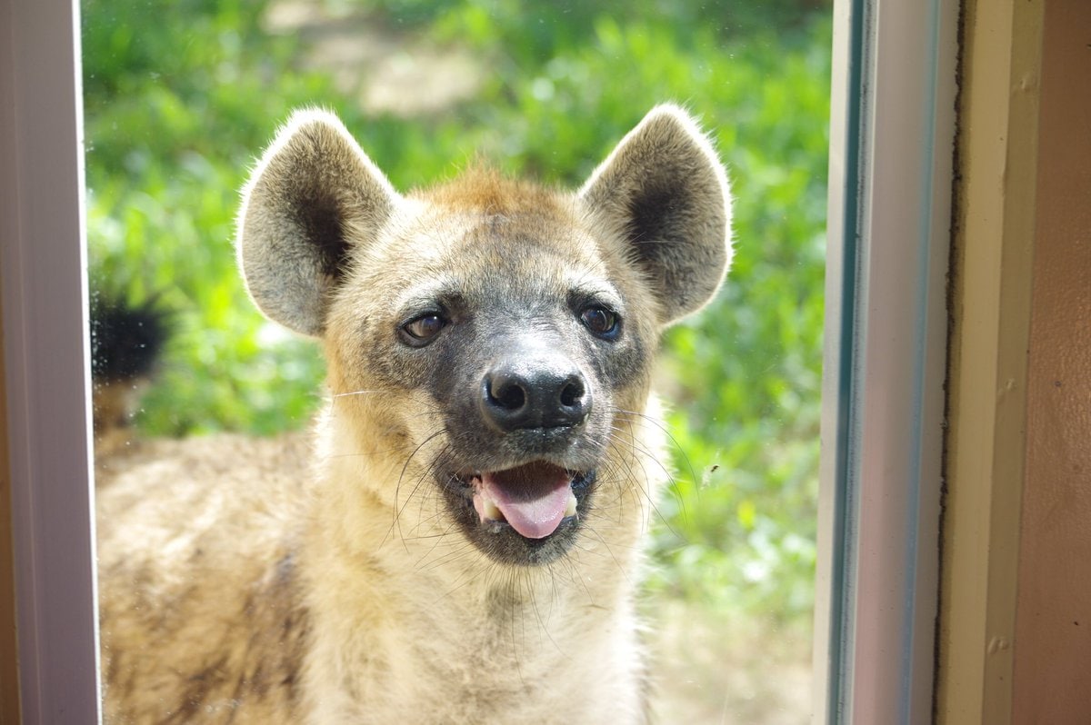 averyyeen's tweet image. Tomorrow is International Hyena Day!