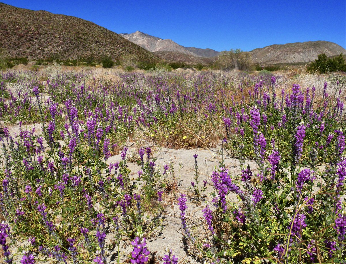 Lupine blooming in the desert.