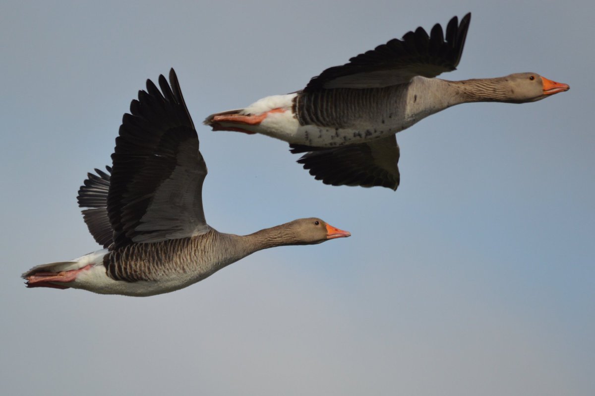 Fly-by Greylags at Lakenheath RSPB this morning for #BirdsSeenIn2024