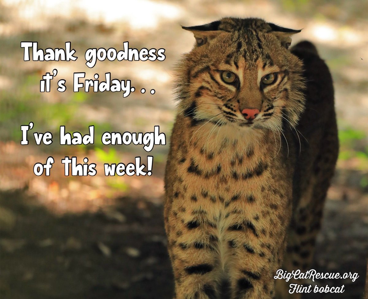 Thank goodness it's Friday... I've had enough of this week! #FlintBobcat #BigCatRescue #BigCats #Bobcat #Friday #TGIF #FridayVibes #Memes #Quote #Quotes #QuoteOfTheDay #Funny #Cute #CaroleBaskin