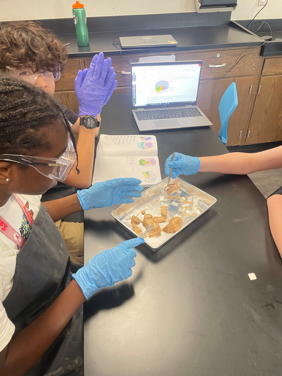 Jerry Knight STEM Academy (@jerryknightstem) on Twitter photo 7th graders in Medical App Creators are identifying and comparing parts of the human brain and sheep brain. #Vision2030 <a href="/mansfieldisd/">Mansfield ISD</a> 7th graders in Medical App Creators are identifying and comparing parts of the human brain and sheep brain. #Vision2030 <a href="/mansfieldisd/">Mansfield ISD</a>