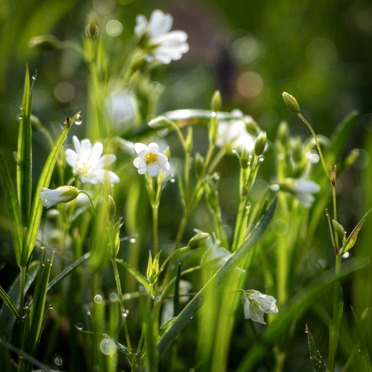 All too often we pass by so much tiny beauty, absorbed by our loud, big lives. How much richer we might be if we paused to notice the delicate details that surround us. Sitting with these stitchwort flowers today, I particularly loved that little bug dwarfed by a shining dewdrop.