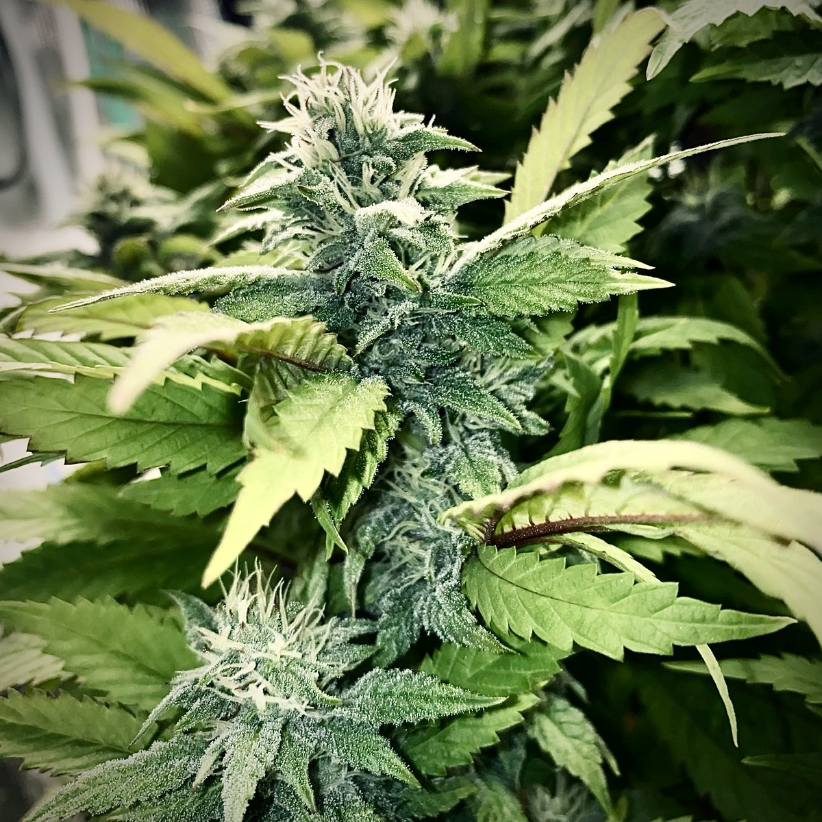 Blue cookies 🍪 coming along nicely #growyourown