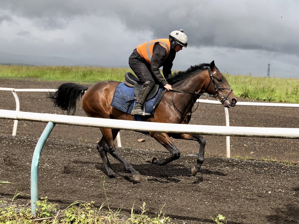 We’re @NewcastleRaces this evening with Humble Spark(pictured) who ran his best race so far at the track, Sound Of Iona, Modular Magic & Doon The Glen, @PMulrennan , @amie_waugh90 & William Pyle ride!