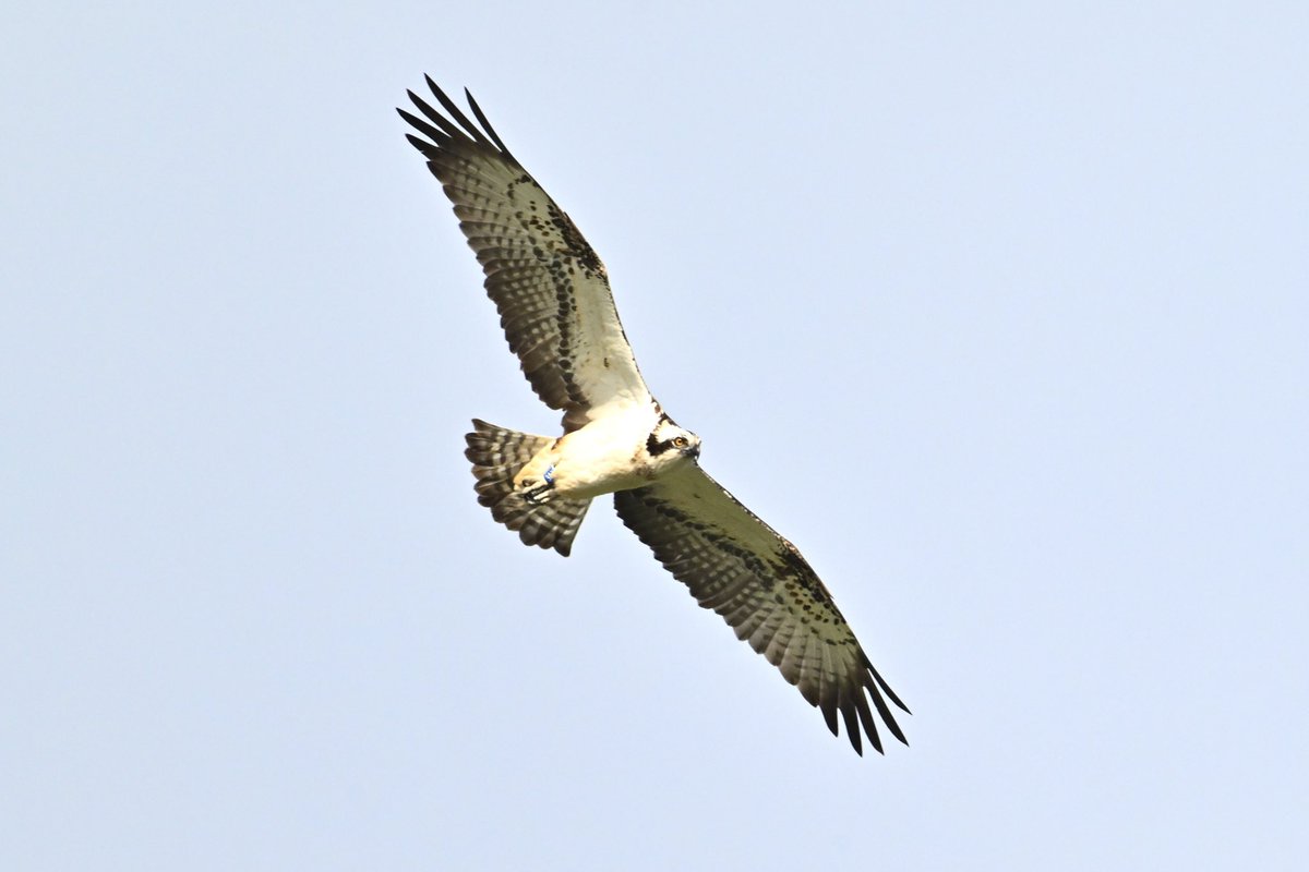 Ospreys this evening at Hollowell Reservoir: colour-ringed males Blue T3 and 3AY #northantsbirds