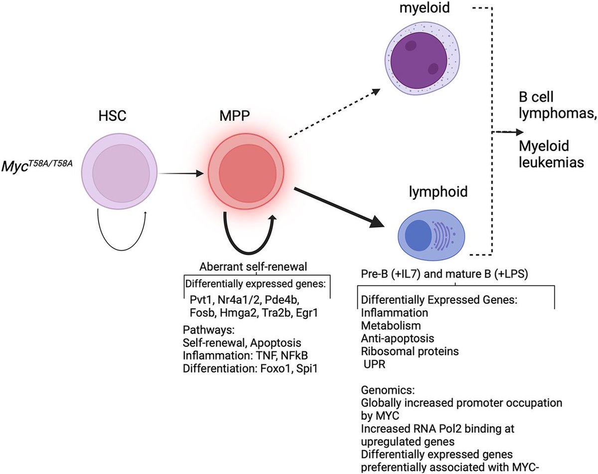 Freie et al. show that a point mutation in MYC's phosphodegron domain affects MYC stability and function, resulting in aberrant self-renewal, apoptotic resistance & malignancy in hematopoietic progenitors. @HutchBasicSci @fredhutch Read more here: ➡️tinyurl.com/gd351292