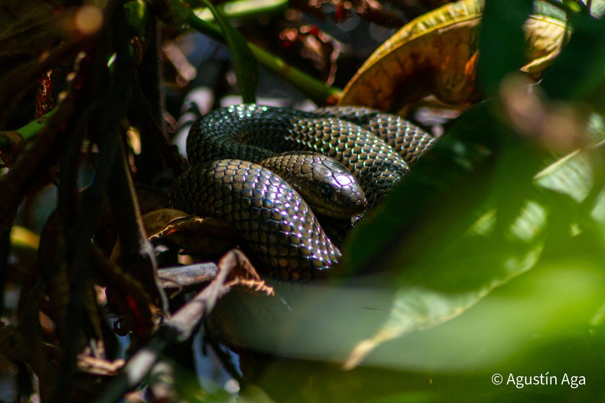 Vas tranquilo buscando aves y entre las plantas... 🤔 Culebra Parda 'Erythrolamprus semiaureus' #photography #Naturaleza #nikonphotography #photographylovers #Argentina #NaturePhotography #ThePhotoHour #Fotografía #Nikon #snake